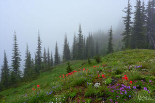 Beautiful flowers growing in the alpine meadow.