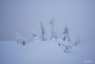 Ghost-like trees in the winter scenery.