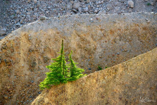 Trees growing on the edge.