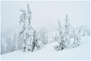 Snow-blind