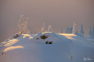 Evening light backlit snow-covered trees.