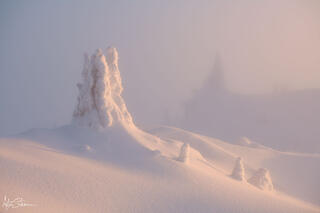 Foggy winter trees.