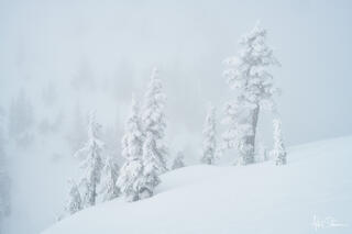 Group of trees immersed in the blanket fog and snow.