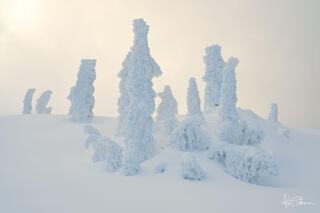 Ice and snow covered tres
