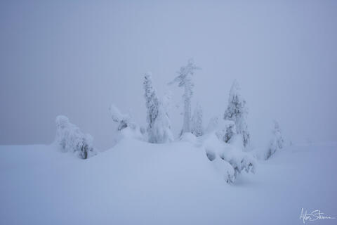 Ghost-like trees in the winter scenery.