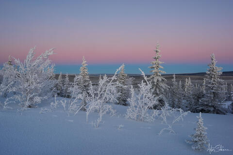 Arctic