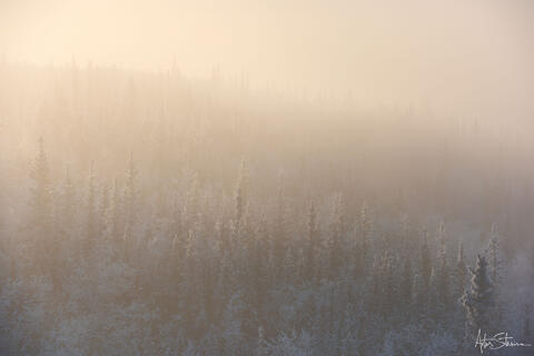 Foggy morning in the boreal forest.