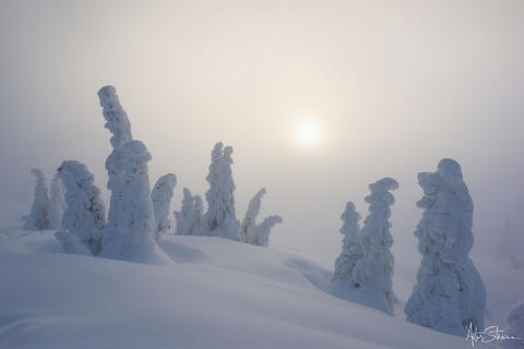 Snow-covered trees in the mountains of British Columbia