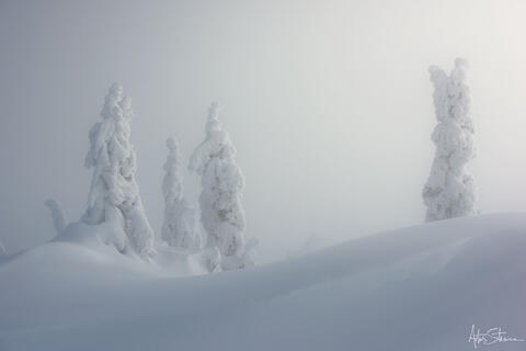 Snow covered trees in  the mountains of British Columbia