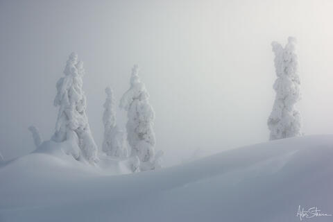 Snow covered trees in the mountains of British Columbia