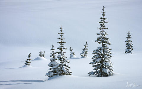 Group of snow covered trees