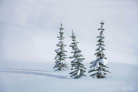 Group of trees in the alpine meadows