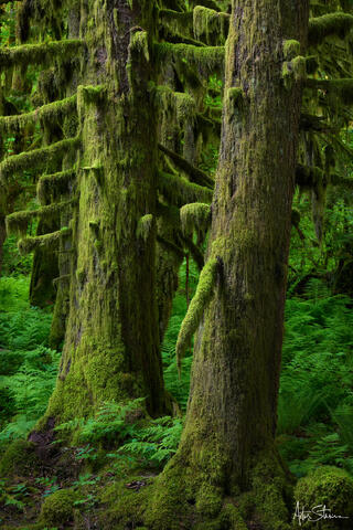 Trees in old-growth forest.