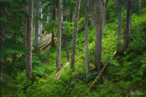 Coastal alpine rainforest of British Columbia