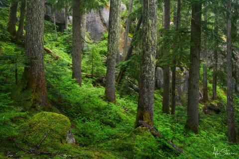 Old-growth alpine forest.