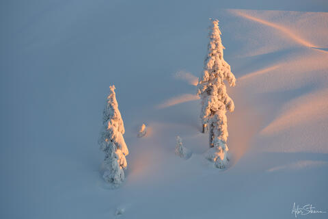 Last light on snow-covered trees