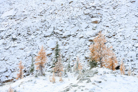 Fresh snow covered Alpine Larch trees and created a beautiful mosaic of colors.
