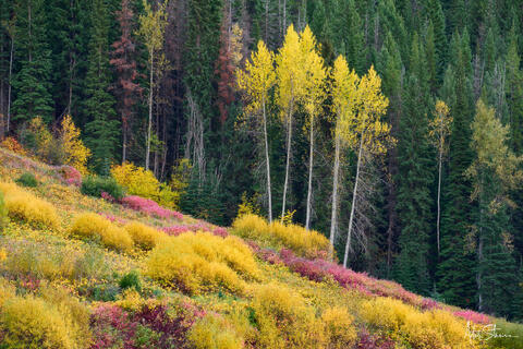 Colorful meadow