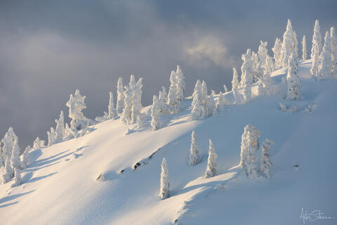 Snow covered trees