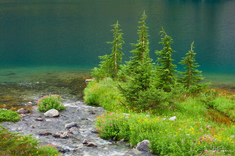 A small group of trees and flowers at the edge of a beautiful alpine lake.
