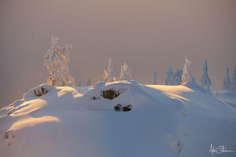 Evening light backlit snow-covered trees.