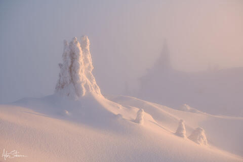 Foggy winter trees.