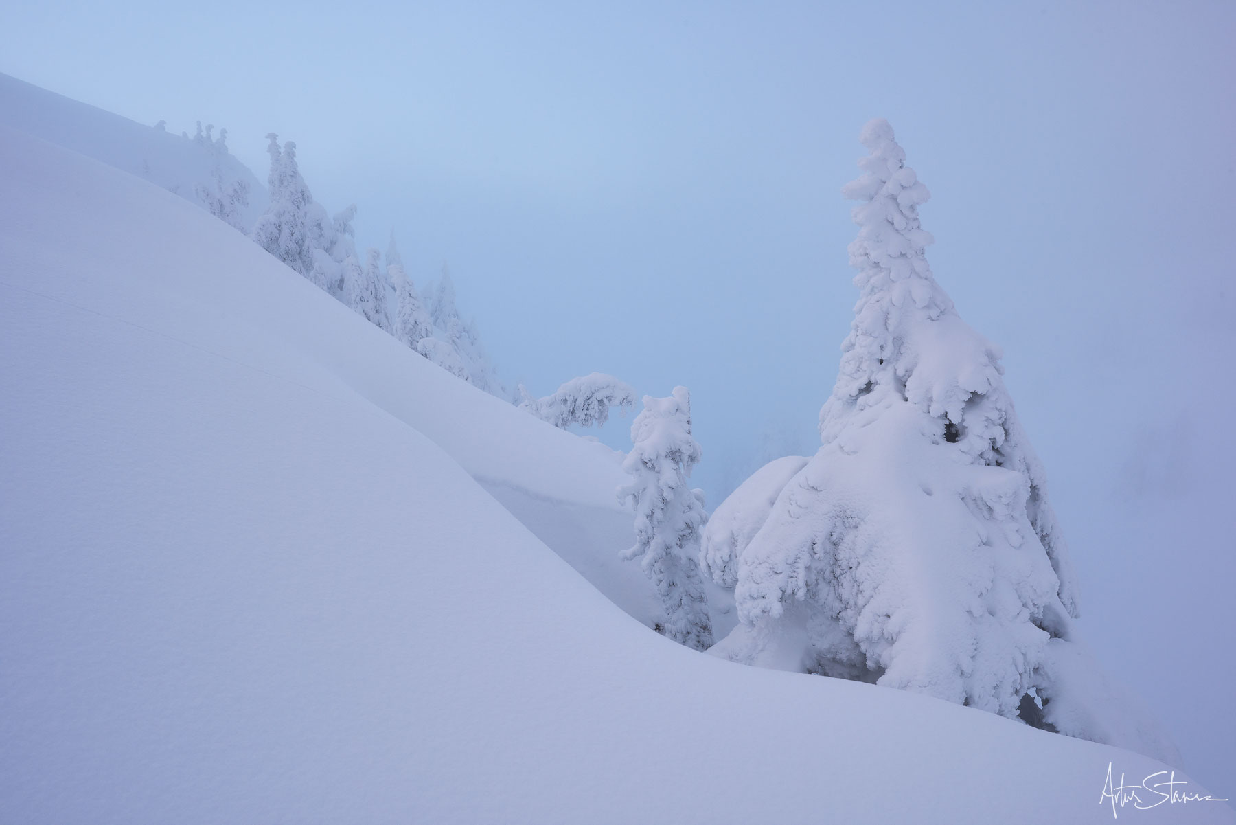 Beautiful trees grow on the edge of a cliff covered with fresh snow.