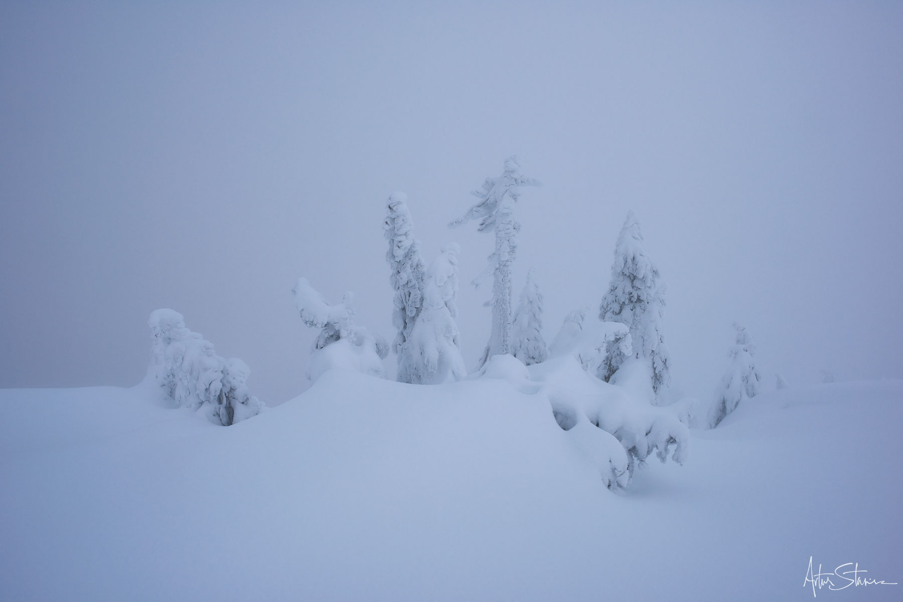 Ghost-like trees in the winter scenery.