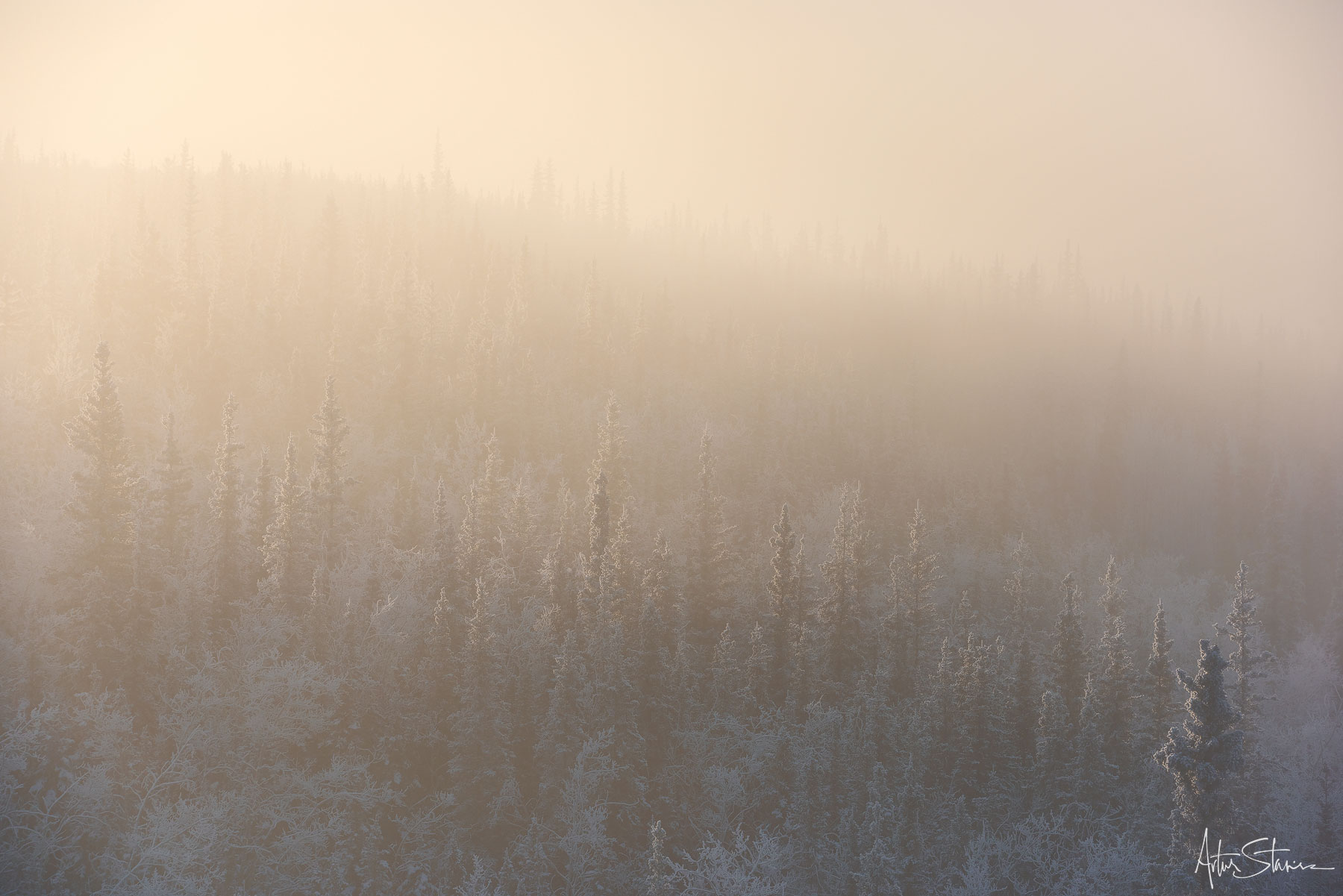 Foggy morning in the boreal forest.