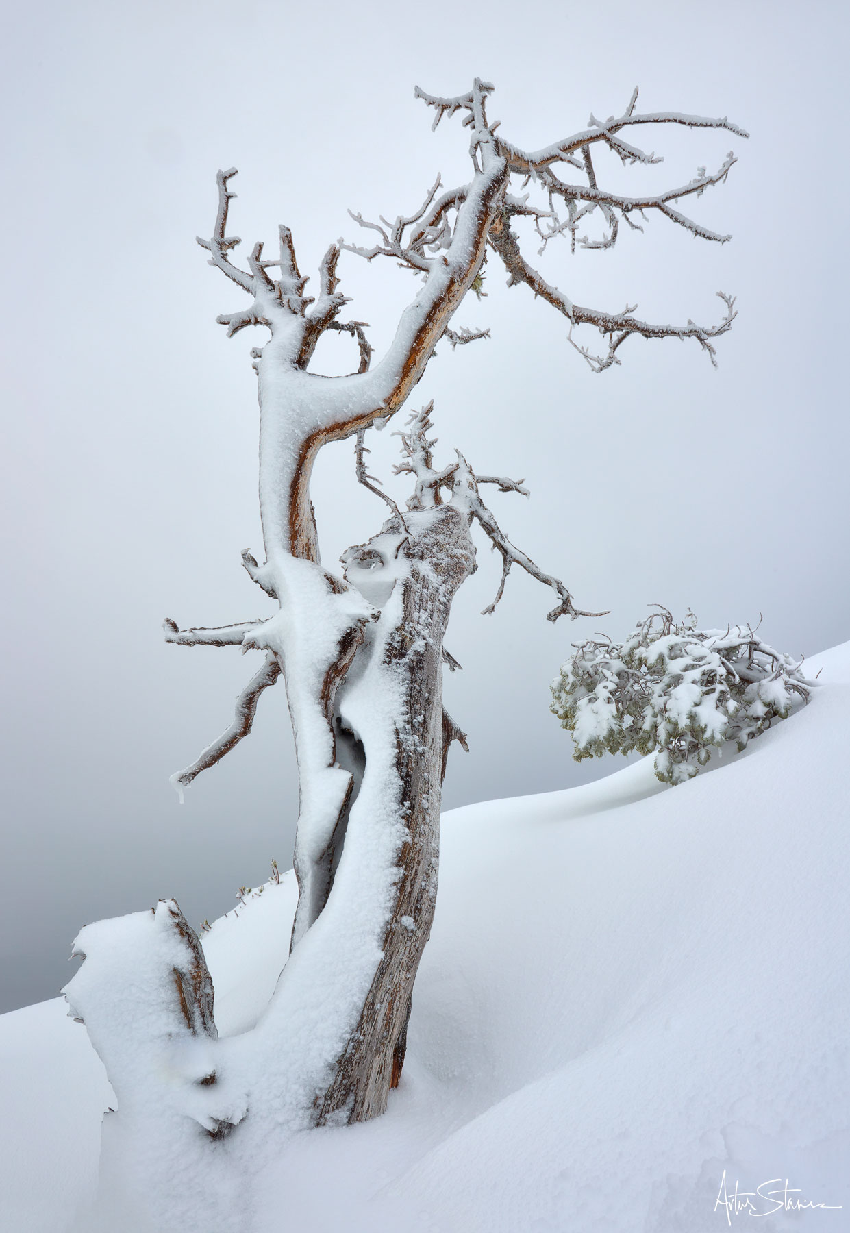 Lonely tree on top of a mountain ridge.