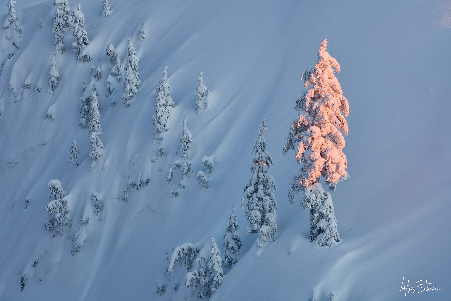 Touched by The Light Last light brushing snow covered tree