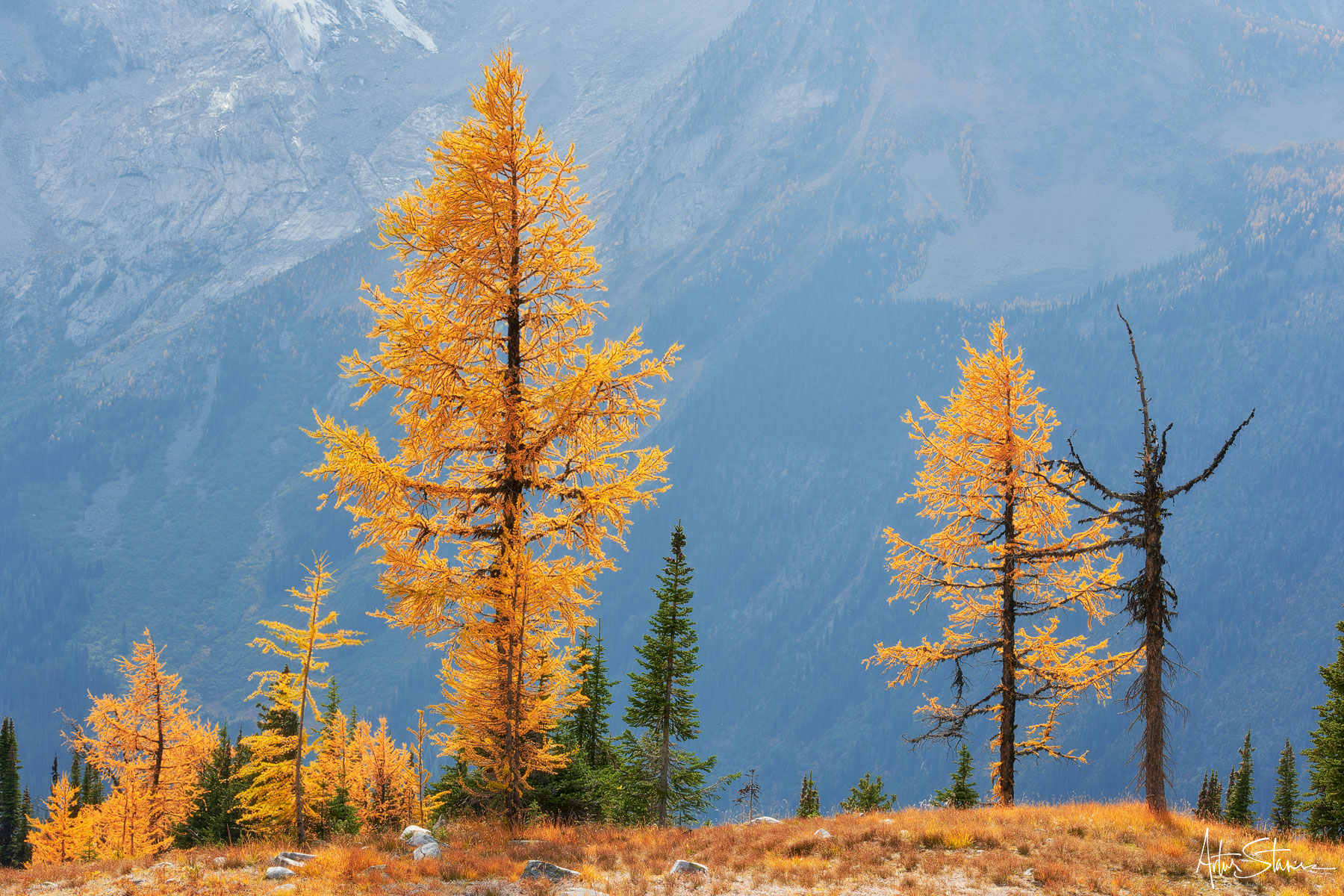 Looking at this group of Alpine Larch trees growing on the cliff's edge made me wonder. I imagined standing there for a year...