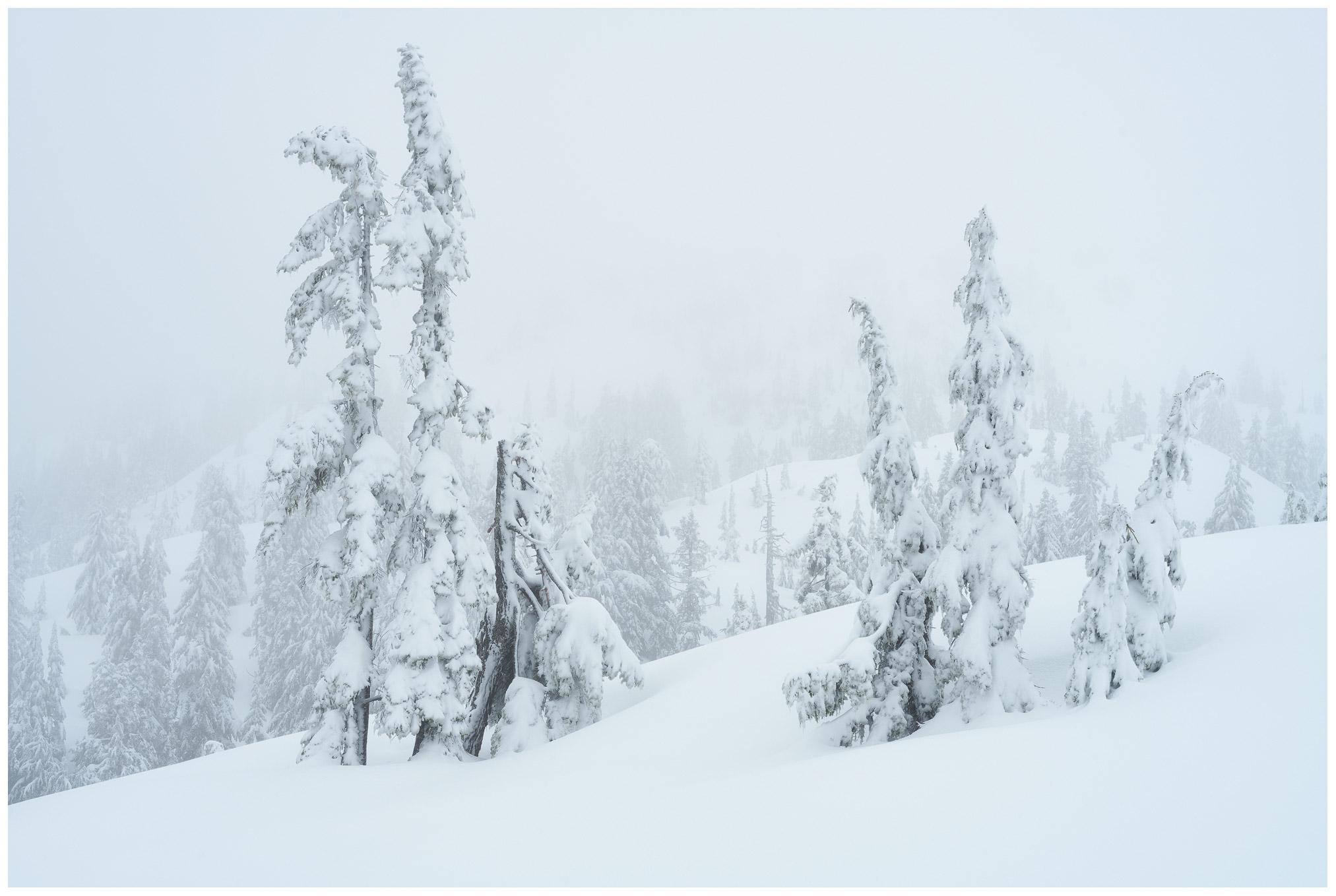 A mixture of fog and falling snow slowly transforms the landscape into a winter wonderland.